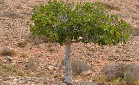 Feigenbaum