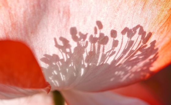 Blüte