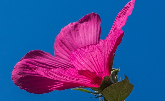 Hibiskus-Blüte